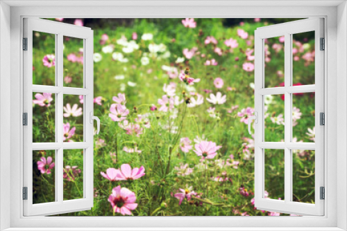Fototapeta Naklejka Na Ścianę Okno 3D - Blurred cosmos flower fields, vintage toned image background.