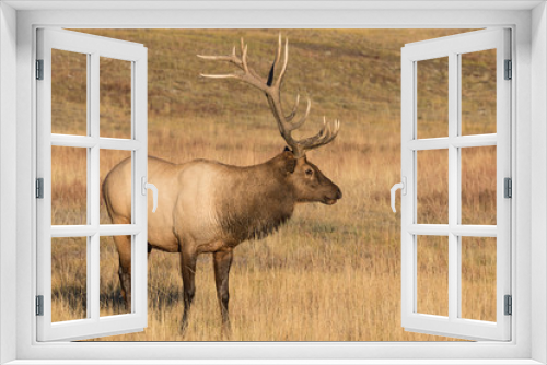 Fototapeta Naklejka Na Ścianę Okno 3D - Bull Elk in Meadow