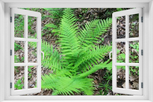 Fototapeta Naklejka Na Ścianę Okno 3D - Fern in forest 