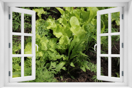 Fototapeta Naklejka Na Ścianę Okno 3D - Salad and fennel in the garden 19635