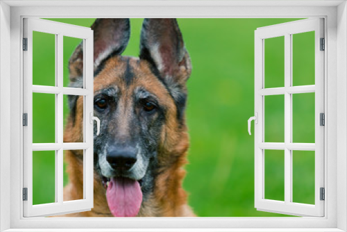 Fototapeta Naklejka Na Ścianę Okno 3D - German Shepherd Dog Outside