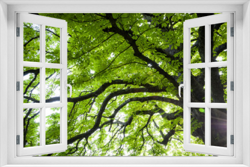 Fototapeta Naklejka Na Ścianę Okno 3D - Upward view of a chestnut tree in spring with fresh new green leafs