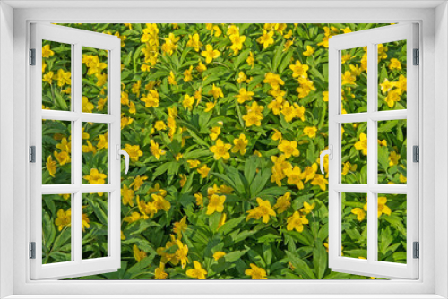 Fototapeta Naklejka Na Ścianę Okno 3D - Beautiful poisonous yellow flowers Ranunculus repens in spring day.