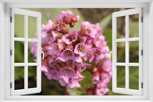 Fototapeta Naklejka Na Ścianę Okno 3D - Beautiful pink flower, herb Bergenia. Selective focus