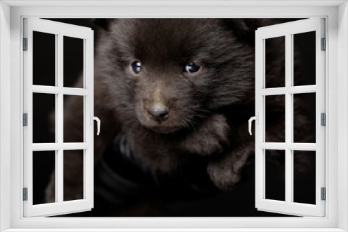 Fototapeta Naklejka Na Ścianę Okno 3D - Small dogs
