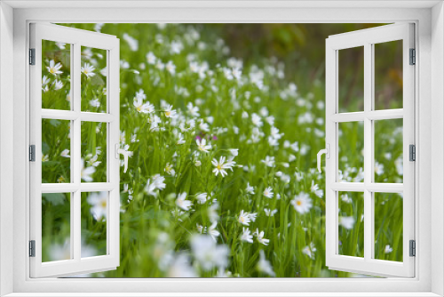 Fototapeta Naklejka Na Ścianę Okno 3D - small white flowers on the meadow. close-up