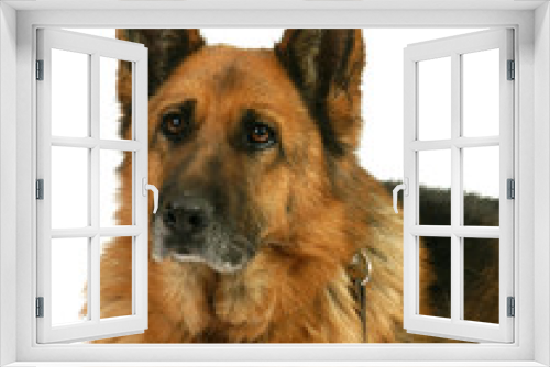 Fototapeta Naklejka Na Ścianę Okno 3D - chien berger allemand