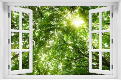 Fototapeta Naklejka Na Ścianę Okno 3D - Forest with sunlight