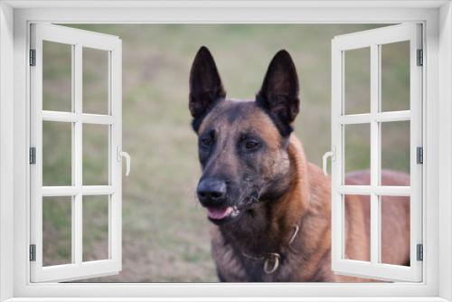 Fototapeta Naklejka Na Ścianę Okno 3D - The dog.