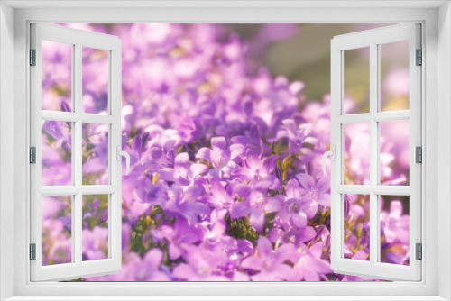 Fototapeta Naklejka Na Ścianę Okno 3D - Purple flowers in meadow lit by sun rays - beautiful meadow in spring