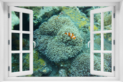 Fototapeta Naklejka Na Ścianę Okno 3D - Anemone fish and sea anemone at Tulamben, Bali, Indonesia on September 19, 2015