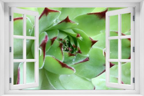 Fototapeta Naklejka Na Ścianę Okno 3D - Sempervivum