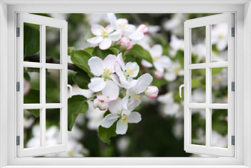 Fototapeta Naklejka Na Ścianę Okno 3D - Spring blossom on apple tree