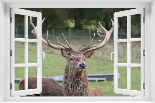 Fototapeta Naklejka Na Ścianę Okno 3D - Deer 004