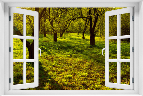 Fototapeta Naklejka Na Ścianę Okno 3D - Apple trees garden or forest in colorful vivid spring park full of green grass in mystery sunset sun rays