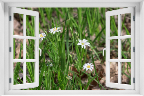 Fototapeta Naklejka Na Ścianę Okno 3D - White flowers of the Greater Stitchwort (Stellaria holostea) growing wild in the forest. Dry oak leaves in background. Selective focus.