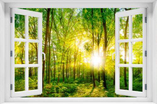 Fototapeta Naklejka Na Ścianę Okno 3D - Wald Panorama im Sonnenschein