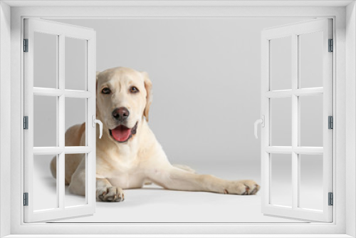 Fototapeta Naklejka Na Ścianę Okno 3D - Cute Labrador dog sitting isolated on white