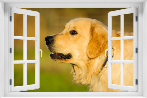 Fototapeta Naklejka Na Ścianę Okno 3D - Golden Retriever dog head shot in green grass