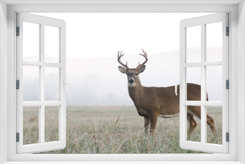 Fototapeta Naklejka Na Ścianę Okno 3D - Whitetail deer buck in an open field