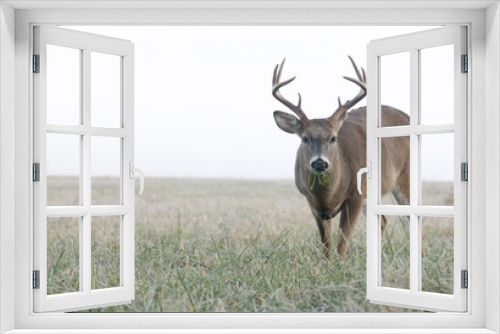 Fototapeta Naklejka Na Ścianę Okno 3D - Whitetail buck grazing