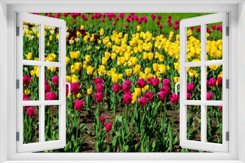 Fototapeta Naklejka Na Ścianę Okno 3D - Pink and yellow tulip field