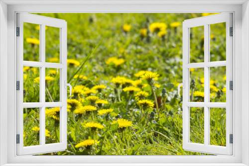 Fototapeta Naklejka Na Ścianę Okno 3D - Dandelions in the meadow