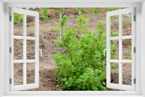 Fototapeta Naklejka Na Ścianę Okno 3D - Green gooseberry bush in the garden