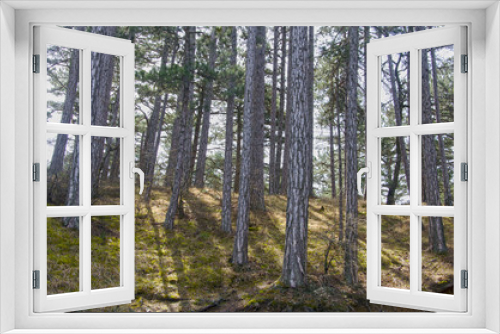 Fototapeta Naklejka Na Ścianę Okno 3D - Background of trees in spring forest