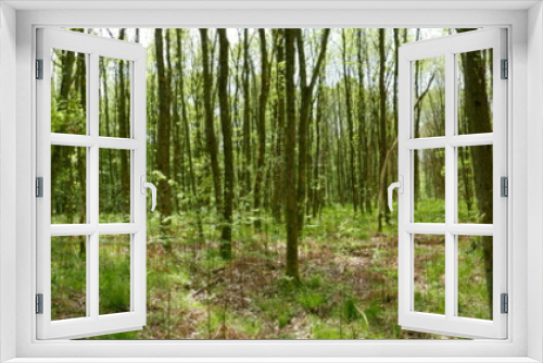 Fototapeta Naklejka Na Ścianę Okno 3D - Sous-bois au printemps