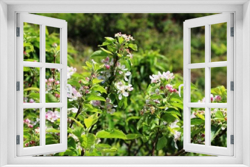 Fototapeta Naklejka Na Ścianę Okno 3D - Apple tree blooms in spring