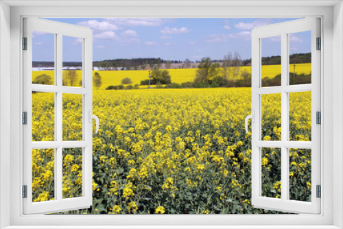 Fototapeta Naklejka Na Ścianę Okno 3D - Flower landscape, oilseed rape, Brassica napus