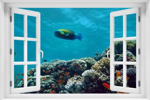 Fototapeta Naklejka Na Ścianę Okno 3D - Korallenriff