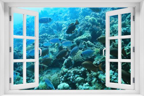 Fototapeta Naklejka Na Ścianę Okno 3D - jamb of sea fish