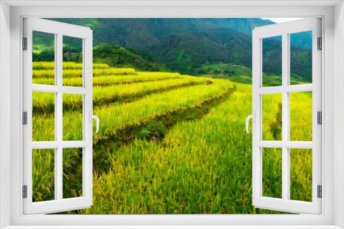 Fototapeta Naklejka Na Ścianę Okno 3D - Rice fields prepare the harvest at Northwest Vietnam.
