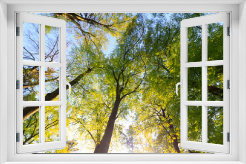 Fototapeta Naklejka Na Ścianę Okno 3D - Tall trees viewed from bottom