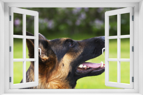 Fototapeta Naklejka Na Ścianę Okno 3D - Close up: muzzle of  German shepherd dog outside at summer