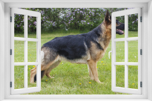 Fototapeta Naklejka Na Ścianę Okno 3D - German shepherd dog outside at summer