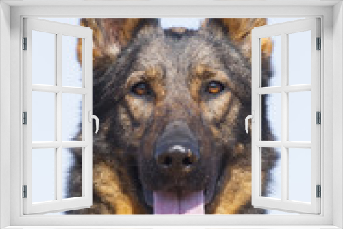 Fototapeta Naklejka Na Ścianę Okno 3D - german sheepdog portrait