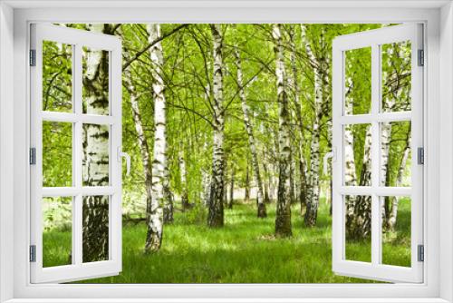 Fototapeta Naklejka Na Ścianę Okno 3D - Brzozowy zagajnik wczesną wiosną w pogodny dzień.Młode brzozy z młodymi zielonymi liśćmi w świetle słońca.