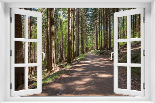 Fototapeta Naklejka Na Ścianę Okno 3D - Forest in Harz Germany