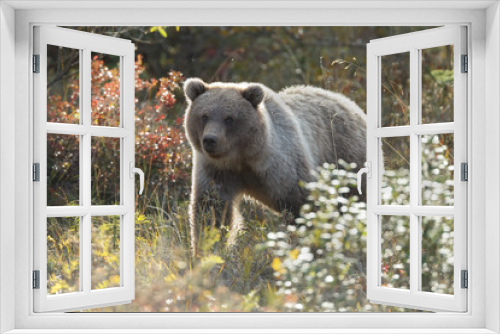 Fototapeta Naklejka Na Ścianę Okno 3D - Brown bear at Katmai Alaska