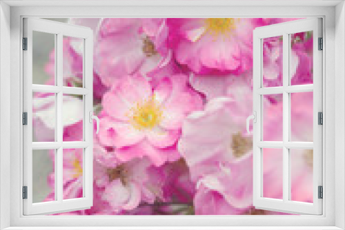 Fototapeta Naklejka Na Ścianę Okno 3D - Beautiful pink roses close-up