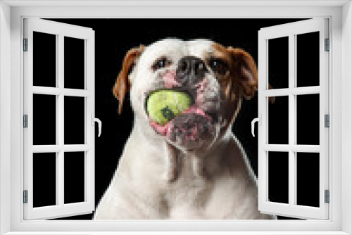 Fototapeta Naklejka Na Ścianę Okno 3D - American Bulldog Dog plays with the ball