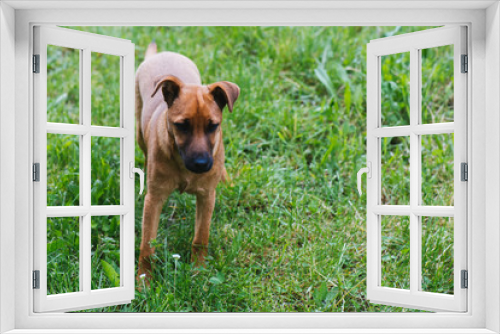 Fototapeta Naklejka Na Ścianę Okno 3D - Dog in nature