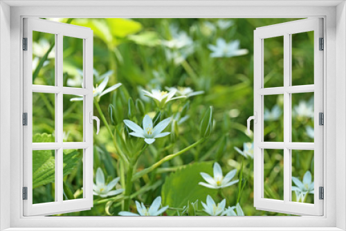 Fototapeta Naklejka Na Ścianę Okno 3D - Spring flowers in the garden, close up