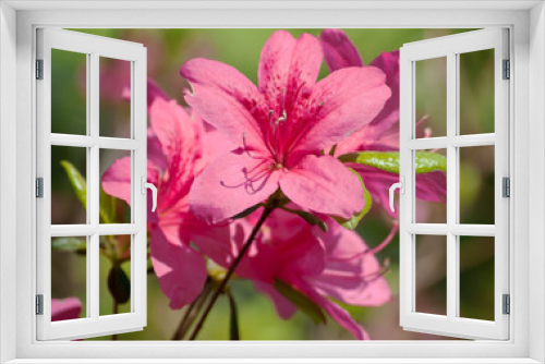 Fototapeta Naklejka Na Ścianę Okno 3D - Pink flowers in the sun