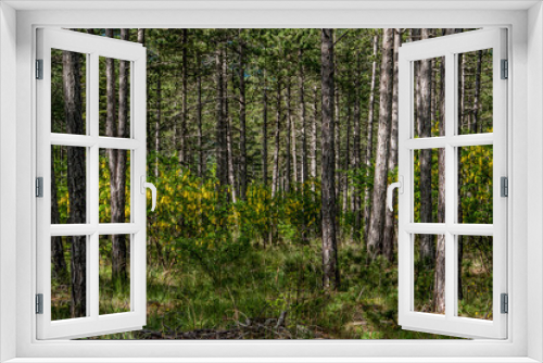 Fototapeta Naklejka Na Ścianę Okno 3D - forêt des Hautes Alpes - France
