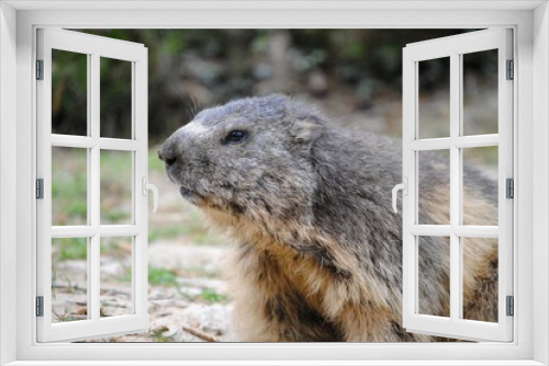 Fototapeta Naklejka Na Ścianę Okno 3D - Marmotte
