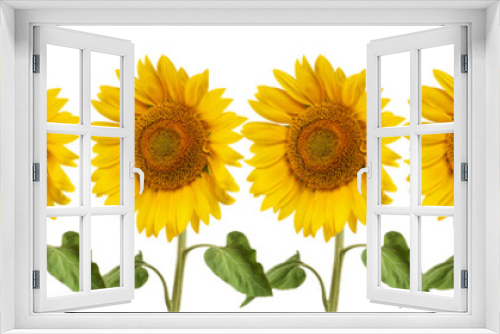 Fototapeta Naklejka Na Ścianę Okno 3D - header web  panorama sunflower flower full length